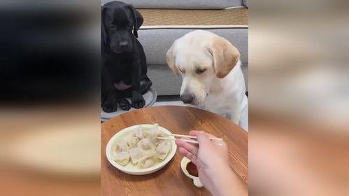 狗狗可以吃瓜馅饺子吗视频,美味还是禁忌？